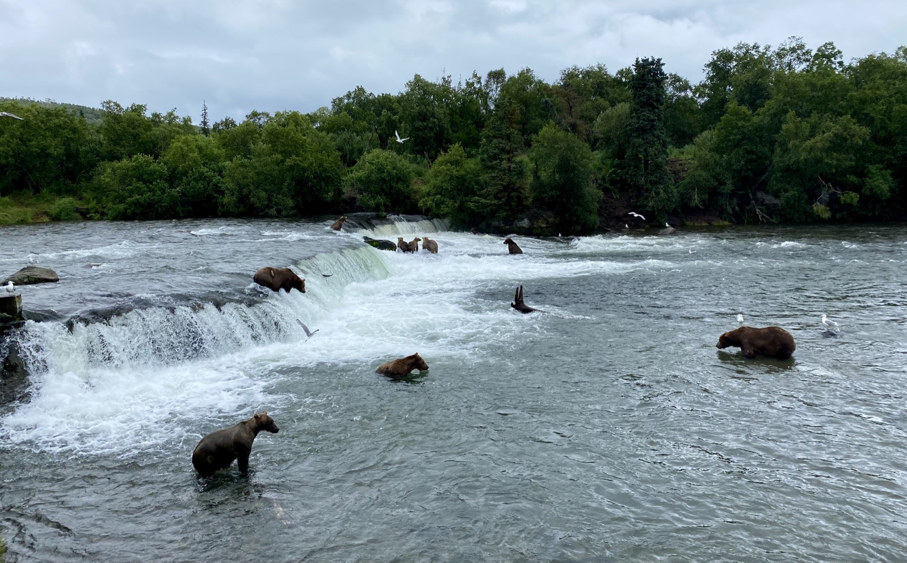 Bearcam