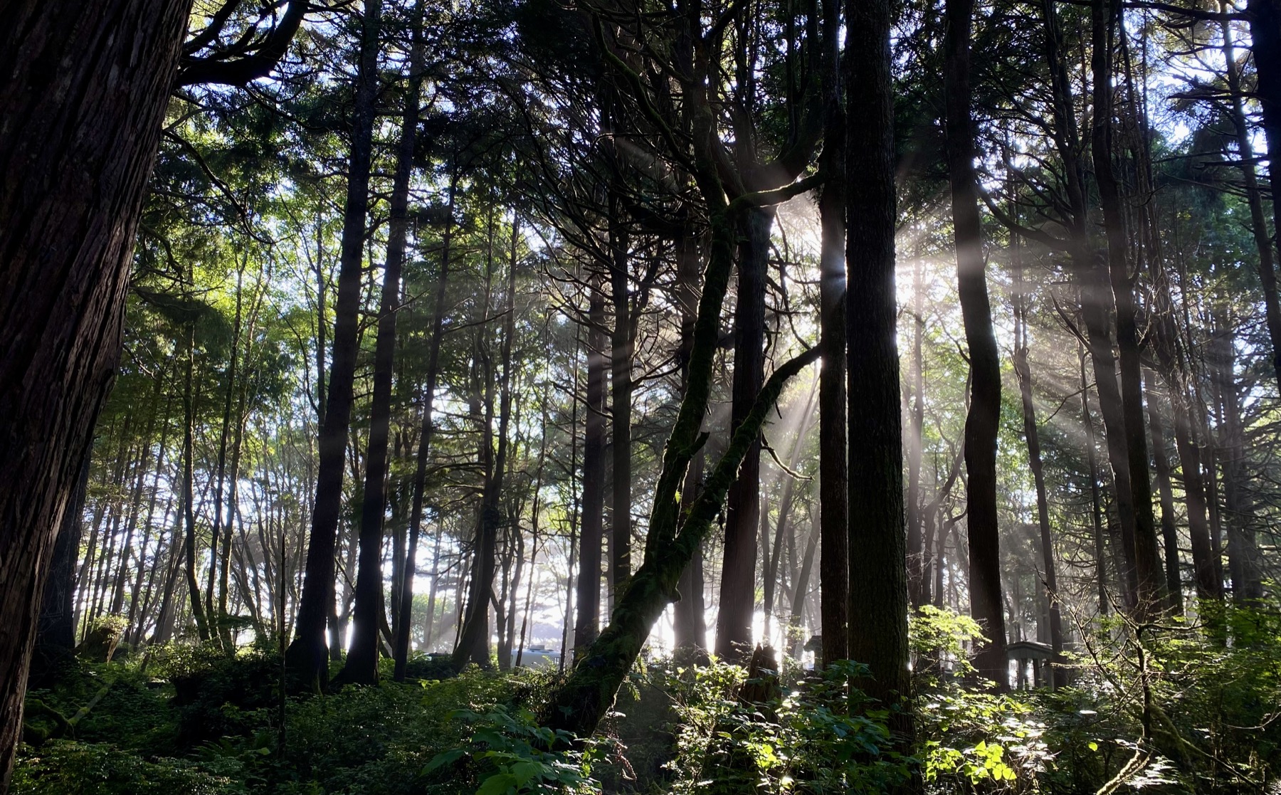 Kalaloch