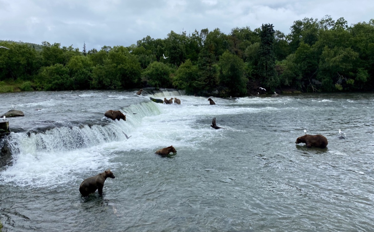 Bearcam